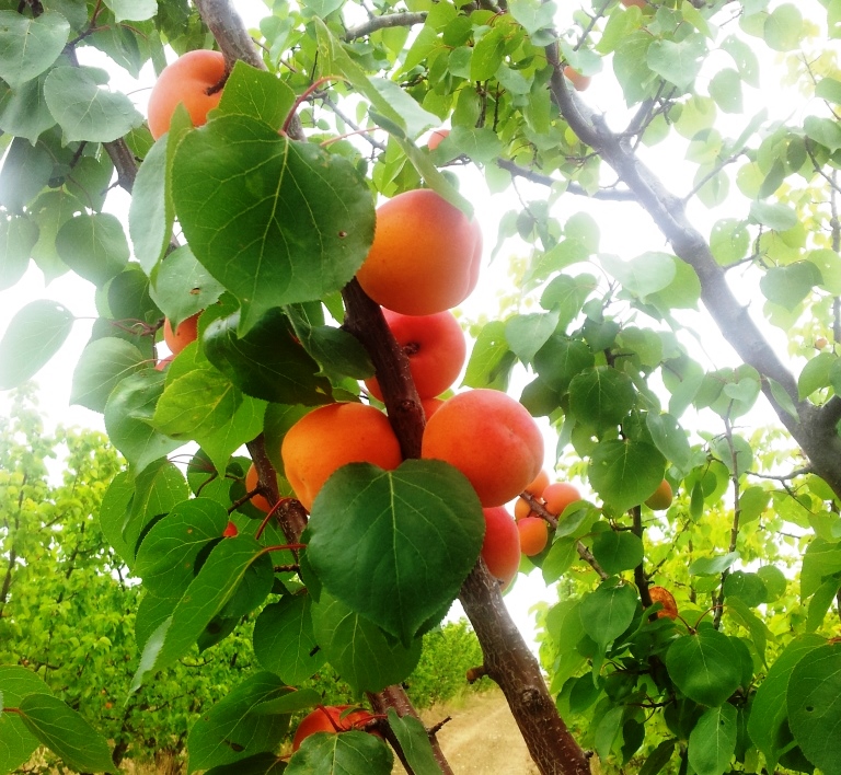 apricots-2-duralgai